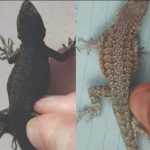 Did you know : When a lizard visits your house, it’s a sign… see more